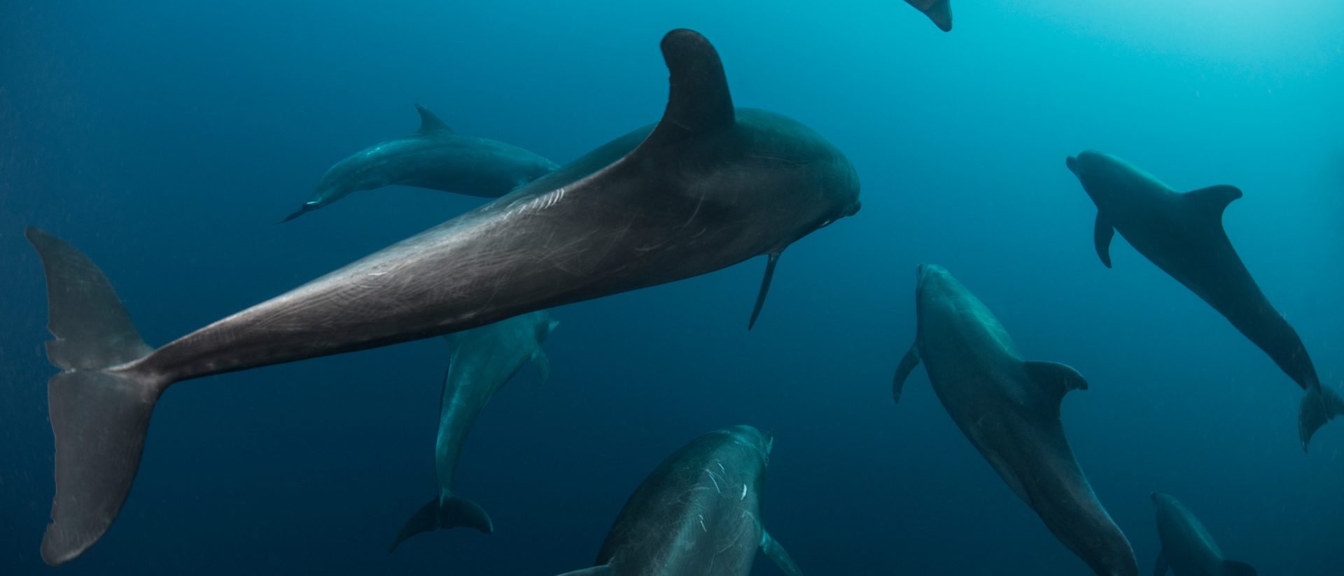Eine Gruppe Delfine schwimmt gemeinsam unter Wasser im tiefblauen Ozean, zeigt die Schönheit des Meereslebens und erinnert uns an die Bedeutung der Nachhaltigkeit für unsere Ozeane.