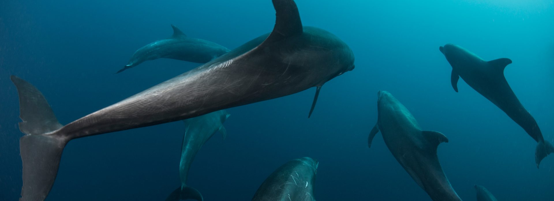 Eine Gruppe Delfine schwimmt unter Wasser im klaren, blauen Meerwasser.