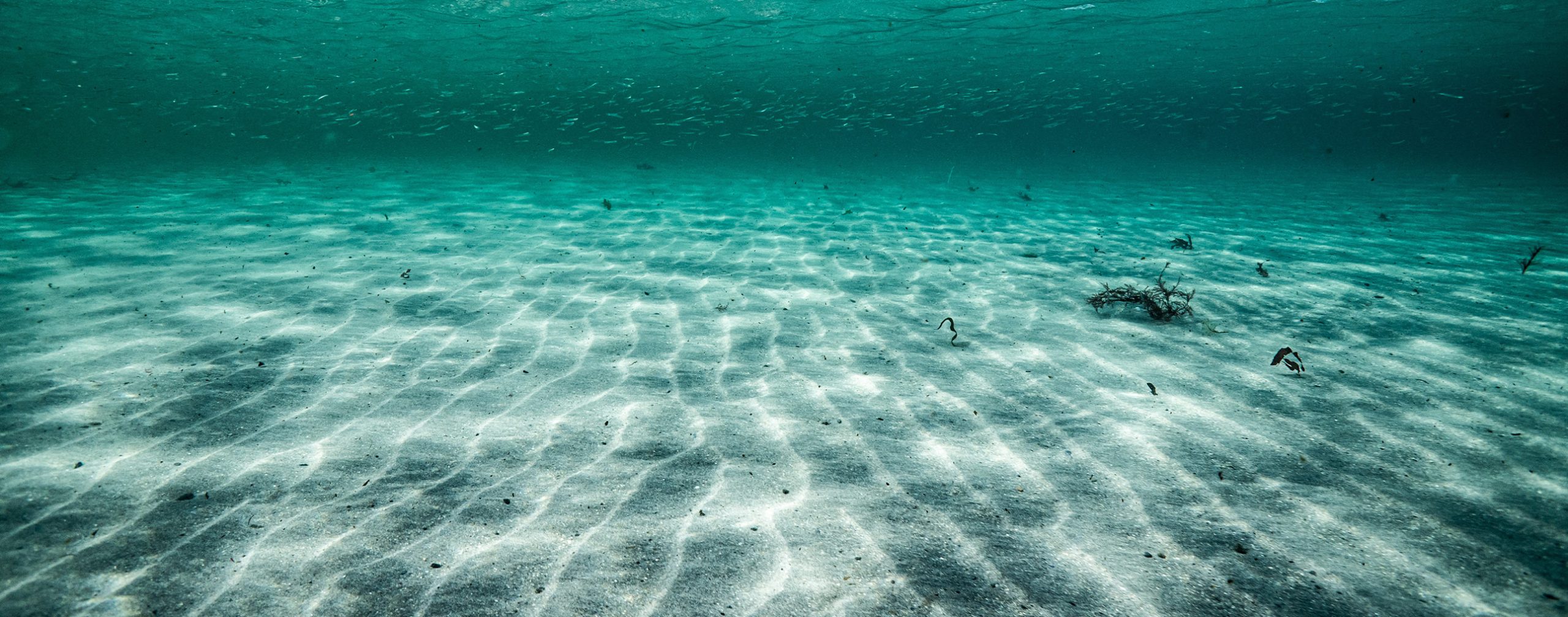 Klare Unterwasserszene mit sandigem Meeresboden mit Wellenmuster, verstreutem Seetang und kleinen Fischen, die im Hintergrund schwimmen.