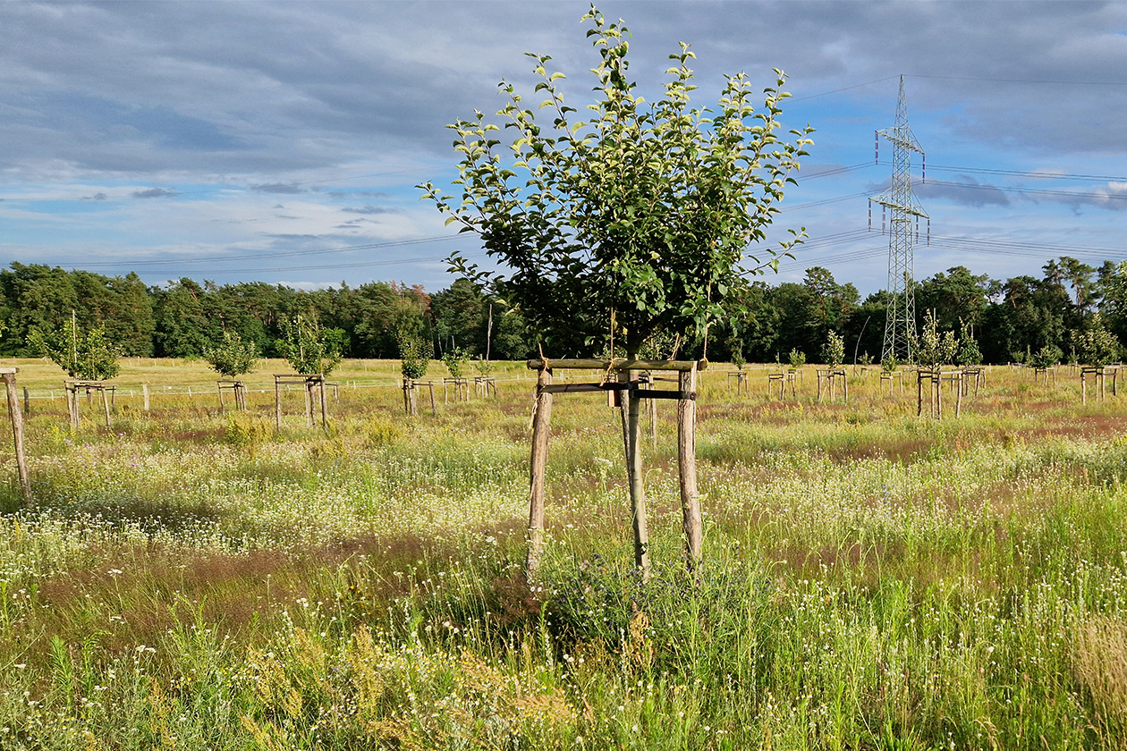 Junge Bäume, die auf einer Wiese von Holzpfählen gestützt werden, mit hohem Gras und Wildblumen im Vordergrund und Stromleitungen im Hintergrund.