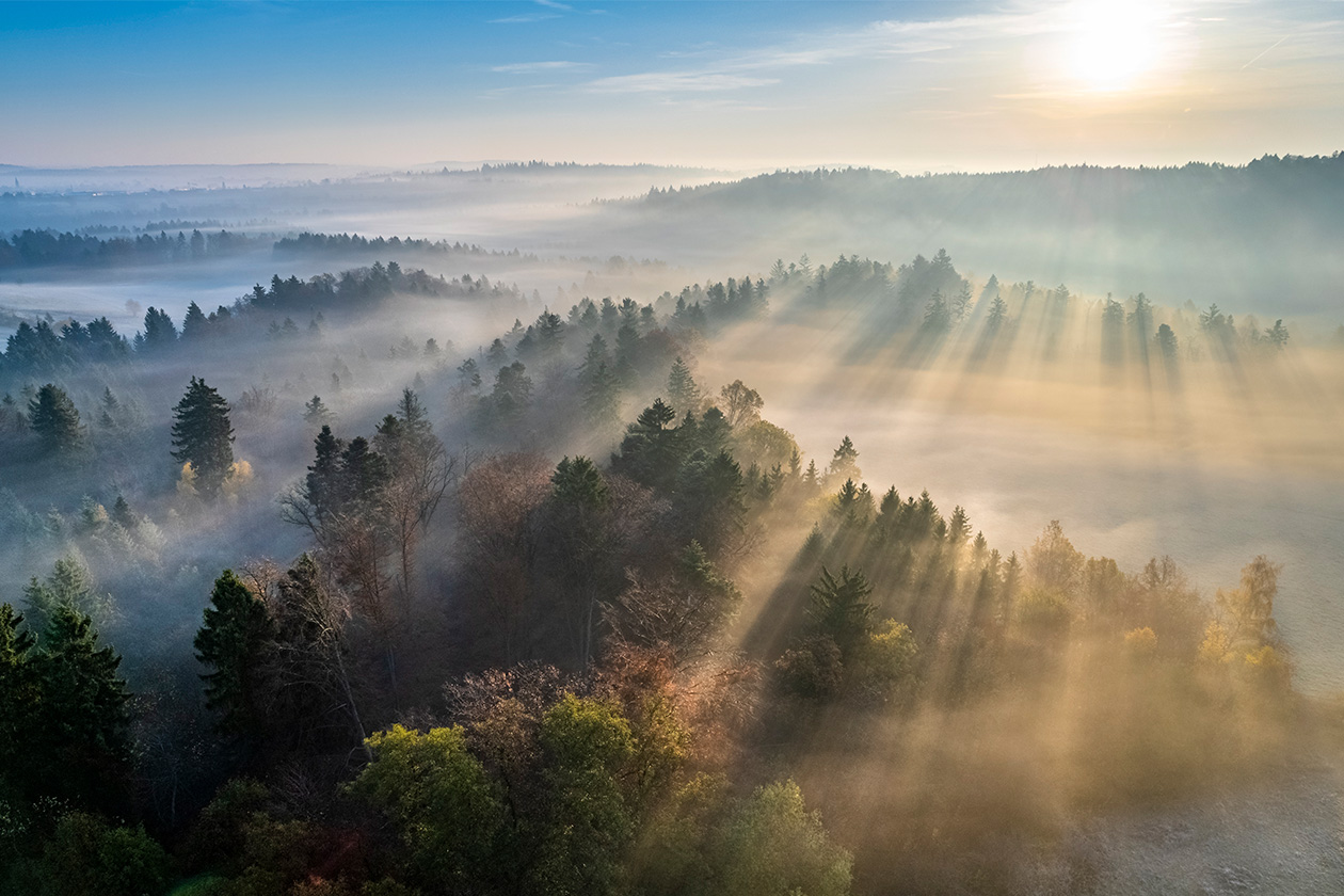 Luftaufnahme eines Waldes mit Morgensonnenlicht, das durch Dunst und Nebel strömt und lange Schatten auf die Bäume wirft.